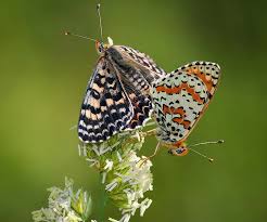 Attēlu rezultāti vaicājumam “Boloria titania underside”