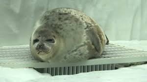 Image result for Pusa hispida