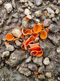 Attēlu rezultāti vaicājumam “Aleuria aurantia”