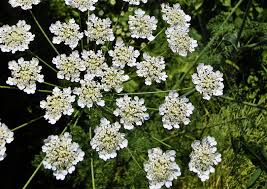 Attēlu rezultāti vaicājumam “Aegopodium podagraria flower”