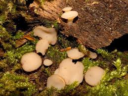 Attēlu rezultāti vaicājumam “Vibrissea decolorans”