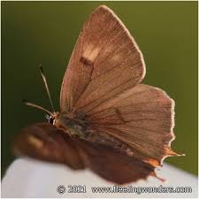 Attēlu rezultāti vaicājumam “Thecla betulae female”