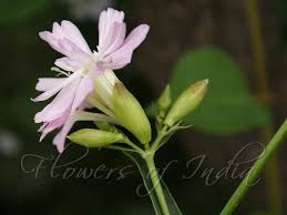Attēlu rezultāti vaicājumam “Saponaria officinalis flower”