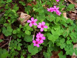 Attēlu rezultāti vaicājumam “Oxalidaceae”