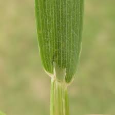 Attēlu rezultāti vaicājumam “Trisetum flavescens flower”