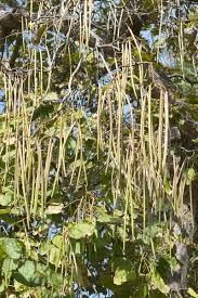 Attēlu rezultāti vaicājumam “Catalpa ovata fruit”