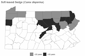 Attēlu rezultāti vaicājumam “Carex disperma”