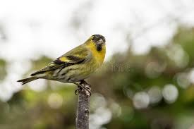 Attēlu rezultāti vaicājumam “Carduelis spinus male”