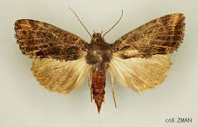 Attēlu rezultāti vaicājumam “Drepanidae”