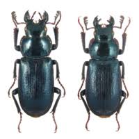 Attēlu rezultāti vaicājumam “Platycerus caraboides”