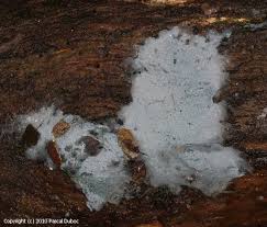 Attēlu rezultāti vaicājumam “Byssocorticium atrovirens”