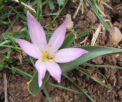 Attēlu rezultāti vaicājumam “Colchicum szovitsii subsp. szovitsii”
