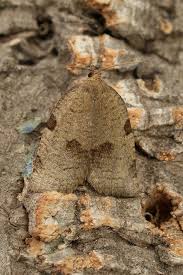 Attēlu rezultāti vaicājumam “Lozotaenia forsterana”