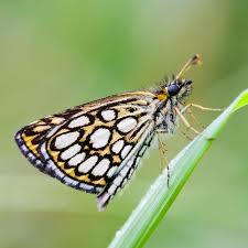 Attēlu rezultāti vaicājumam “Heteropterus morpheus”