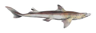 Image result for Squalus acanthias