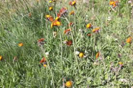 Attēlu rezultāti vaicājumam “Pilosella aurantiaca”