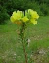 <b>Oenothera biennis</b>
