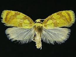 Attēlu rezultāti vaicājumam “Acleris bergmanniana”