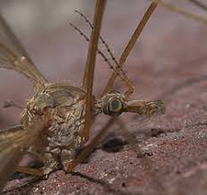 Attēlu rezultāti vaicājumam “Tipulidae”