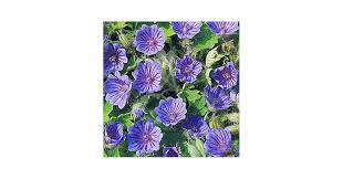 Attēlu rezultāti vaicājumam “Geranium bohemicum”