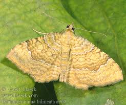 Attēlu rezultāti vaicājumam “Camptogramma bilineata”