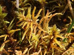 Attēlu rezultāti vaicājumam “Helodium blandowii”