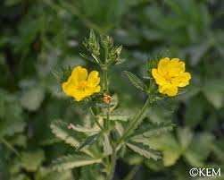 Attēlu rezultāti vaicājumam “Potentilla erecta flower”