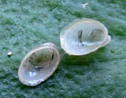 Attēlu rezultāti vaicājumam “Ancylus fluviatilis”