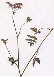 Attēlu rezultāti vaicājumam “Pimpinella major leaf”