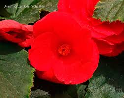 Image result for Бегония Элатиор 12х22 4601887072423