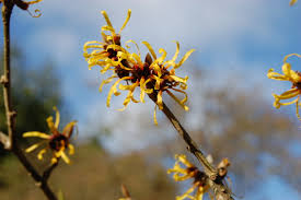 Attēlu rezultāti vaicājumam “Hamamelis mollis”