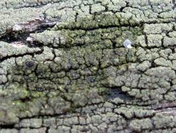 Attēlu rezultāti vaicājumam “Trapeliopsis flexuosa”