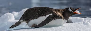 Image result for penguin