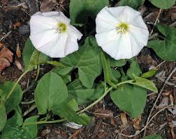 Attēlu rezultāti vaicājumam “Convolvulus arvensis flower”