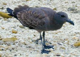 Attēlu rezultāti vaicājumam “Fuligo laevis”