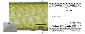 Attēlu rezultāti vaicājumam “Nitella flexilis”