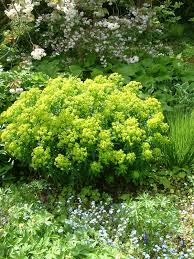 Attēlu rezultāti vaicājumam “Euphorbia palustris flower”