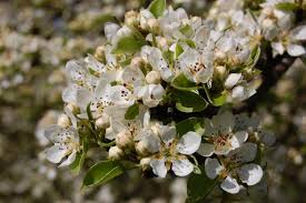Attēlu rezultāti vaicājumam “Pyrus”