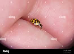 Attēlu rezultāti vaicājumam “Sospita vigintiguttata”