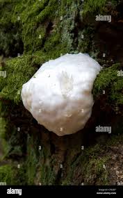 Attēlu rezultāti vaicājumam “Enteridium olivaceum”