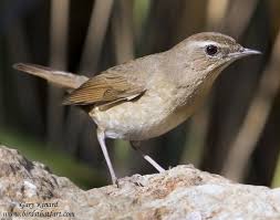 Image result for Luscinia calliope