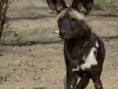 African_wild_dog_ ...