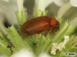 Attēlu rezultāti vaicājumam “Serica brunnea imago”