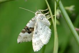 Attēlu rezultāti vaicājumam “Xanthorhoe montanata”