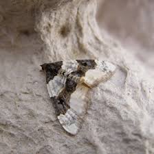 Attēlu rezultāti vaicājumam “Cosmorhoe ocellata”