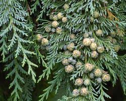 Attēlu rezultāti vaicājumam “Chamaecyparis lawsoniana”