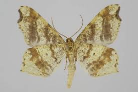 Attēlu rezultāti vaicājumam “Macaria alternata”