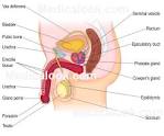 Male Reproductive System - Medicalook Human Anatomy