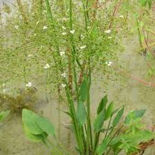 Attēlu rezultāti vaicājumam “Alisma plantago-aquatica flower”