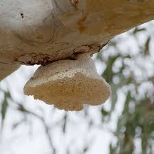 Attēlu rezultāti vaicājumam “Oligonema favogineum sessile”